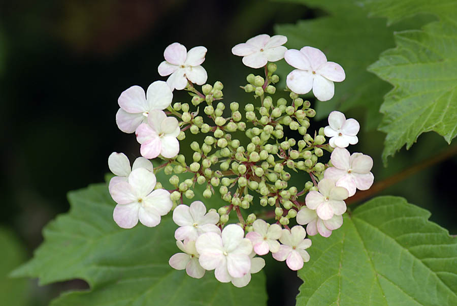 Viburnum opulus / Palla di neve